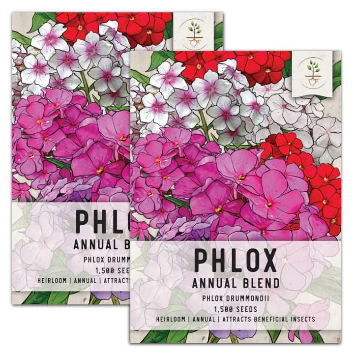 The Art of Phlox: Cultivating Color from Seed – Seed Needs LLC