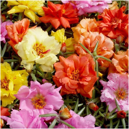Portulaca (Moss Rose) Double Mixed Colors - Item #251 - Lake Valley Seed