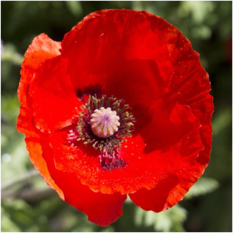 Heirloom Red Corn Poppy Seeds