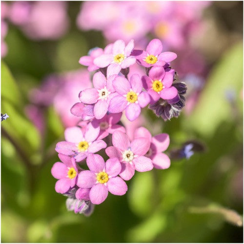 Rose Forget-Me-Not Seeds For Planting (Myosotis alpestris) Seed Needs – Seed  Needs LLC