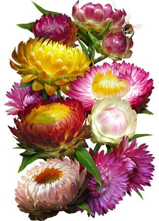 Strawflower (Helichrysum bracteatum) - 200 Seeds - Southern Seed