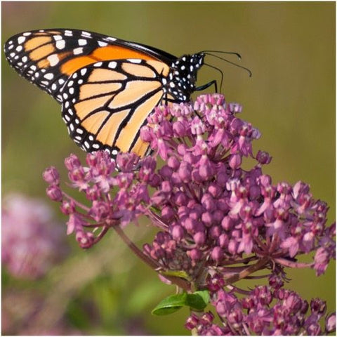 Pink Swamp Milkweed Seeds For Planting (Asclepias incarnata) – Seed ...