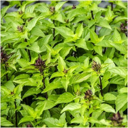 Thai Basil Seeds For Planting Ocimum basilicum Seed Needs LLC