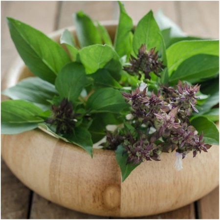 Thai Basil Seeds For Planting Ocimum basilicum