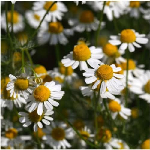 German Chamomile Herb Seeds For Planting (Matricaria recutita) – Seed ...